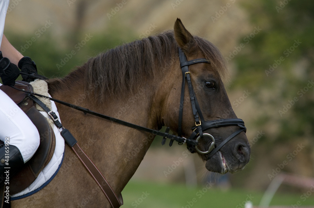 Obraz premium horse riding lesson