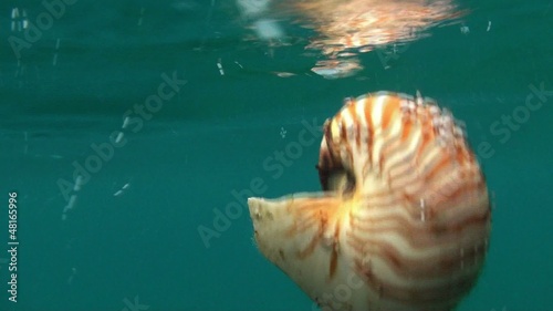 Floating nautilus shell