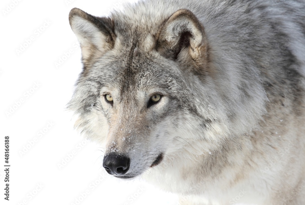 Naklejka premium portrait de loup gris