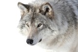 portrait de loup gris