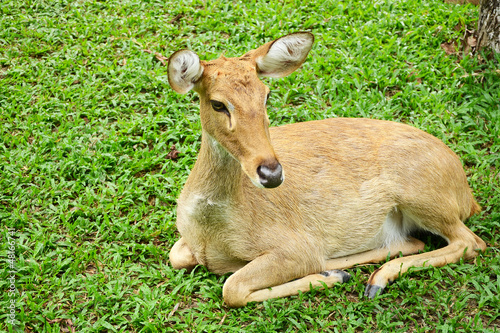 Resting Female Eld s Deer  Rucervus eldii .