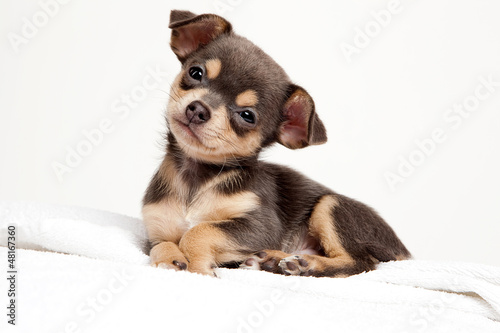 süßer Hund