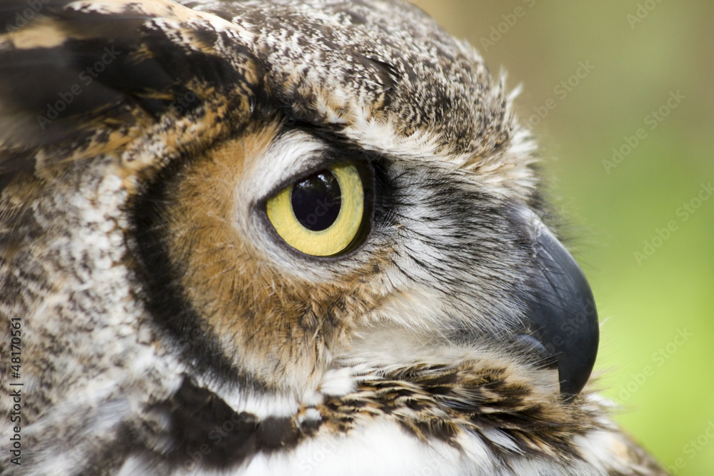 Obraz premium Great Horned Owl
