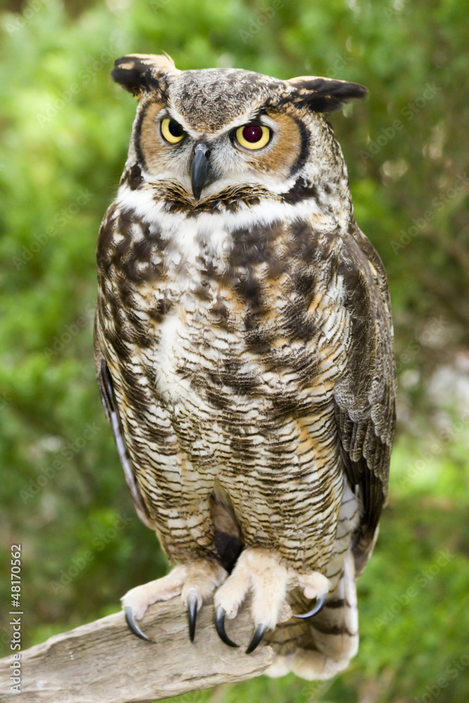 Fototapeta premium Great Horned Owl