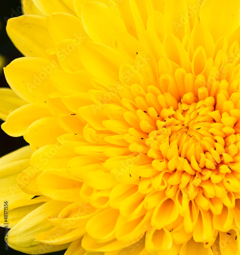 Beautiful chrysanthemum in thailand