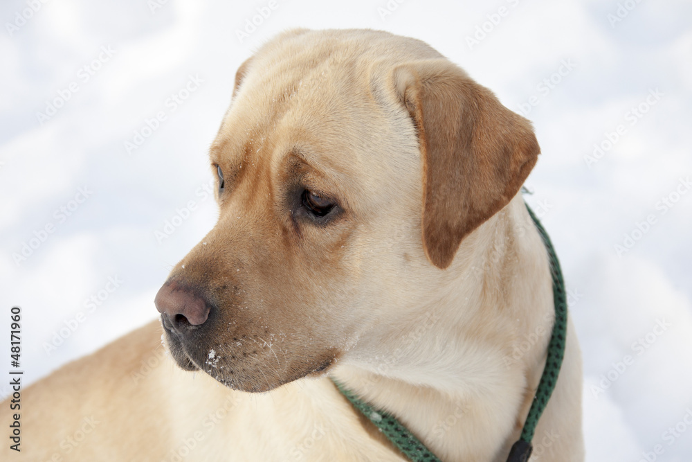 Obraz premium Labrador Retriever
