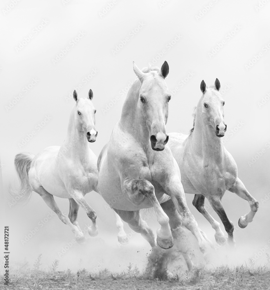 białe konie w kurzu