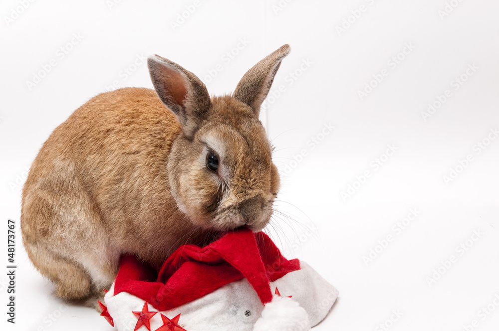 Naklejka premium funny Rabbit