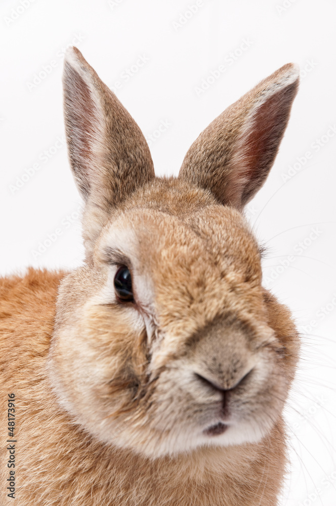 Obraz premium funny Rabbit