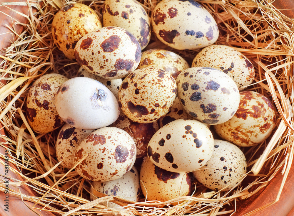 Obraz premium raw guail eggs