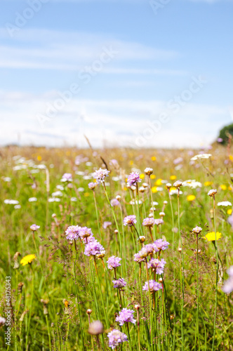 violet flowers on meadows