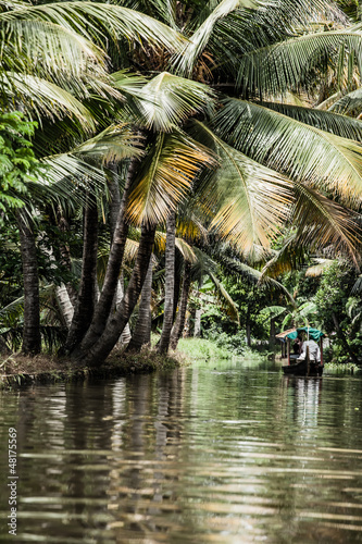 Fototapeta Naklejka Na Ścianę i Meble -  Palm tree tropical forest in backwater of Kochin, Kerala, India