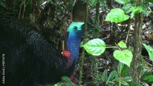 Wild Cassowary