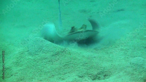 Wallpaper Mural Blue spot lagoon ray Torontodigital.ca