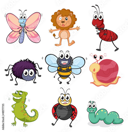 Various insects and animals
