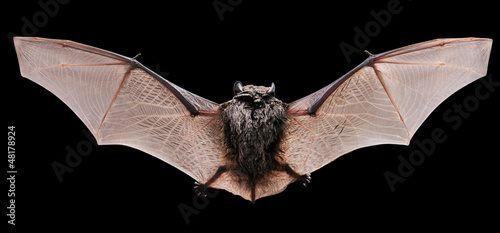 Animal little brown bat flying. Isolated on black.	
