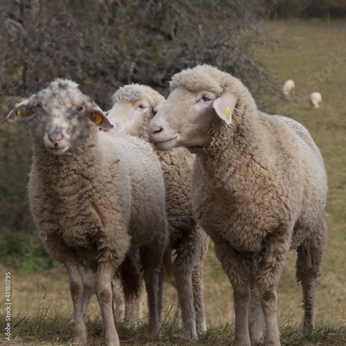 drei weisse Schafe auf der Weide