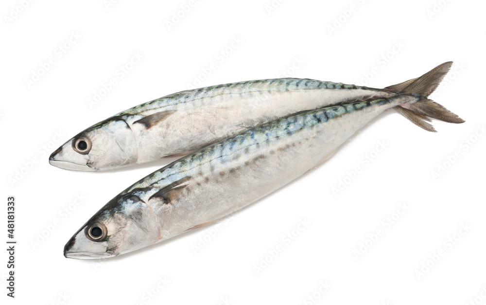 mackerels