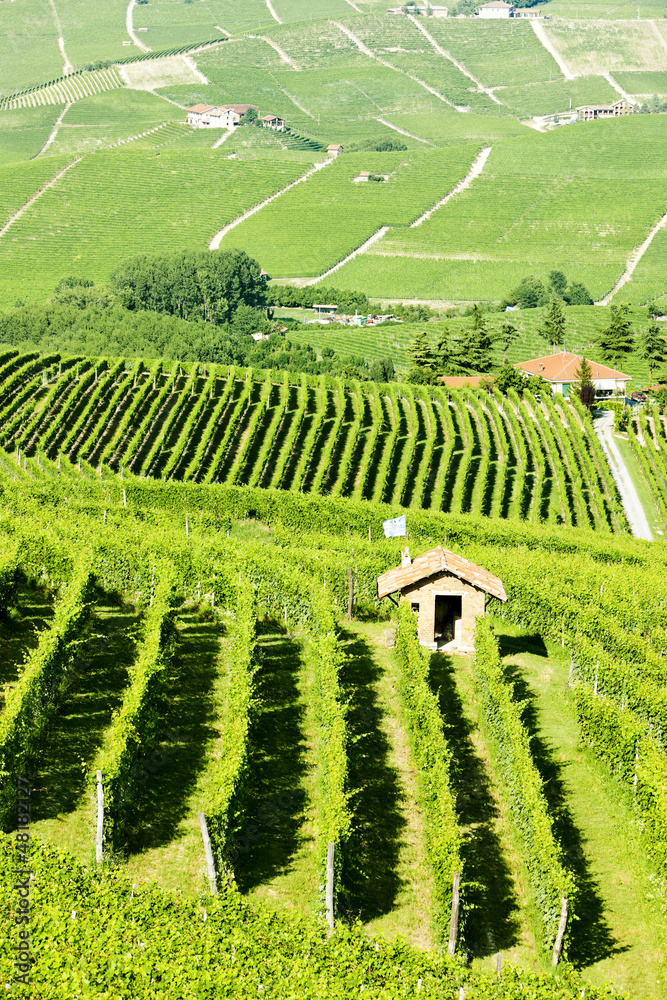vineyars near Barolo, Piedmont, Italy