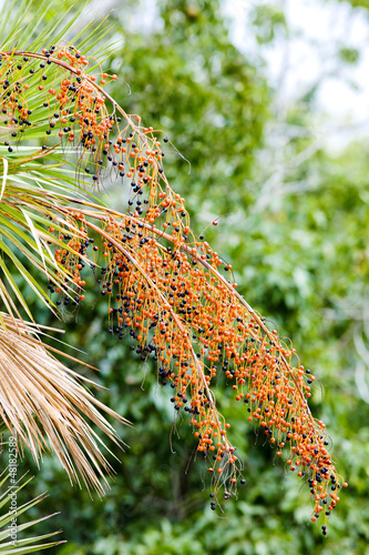 vegetation in Everglades National Park, Florida, USA photo