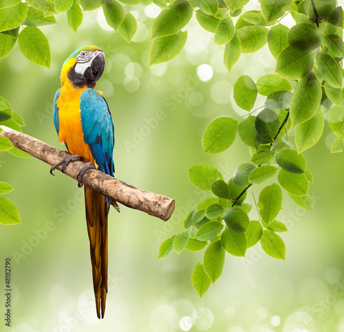 Carta da parati Pappagalli - Carta da parati macaw parrot on a tree