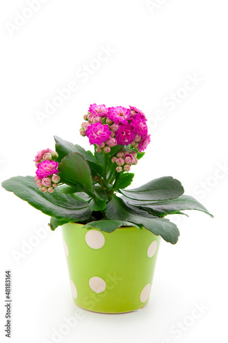 Wallpaper Mural kalanchoe Calandiva flowers in a green pot Torontodigital.ca