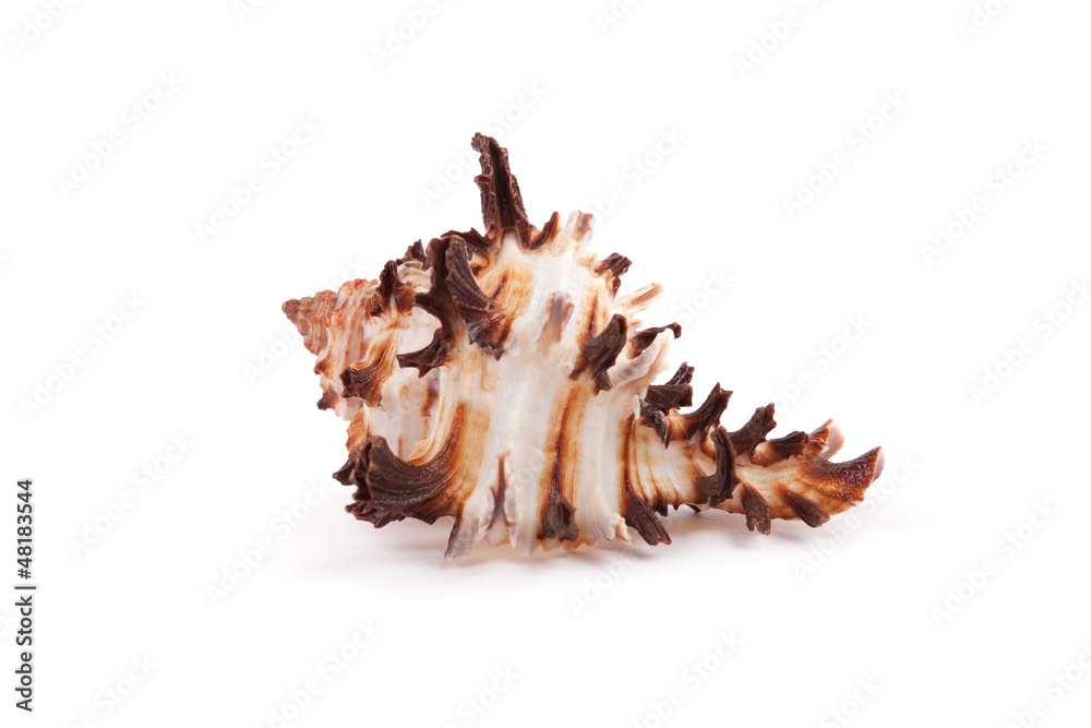 sea shell isolated on white sea shell isolated on white