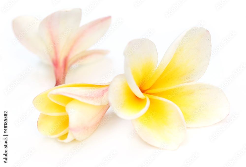 Fototapeta premium Tropical Frangipani over white background