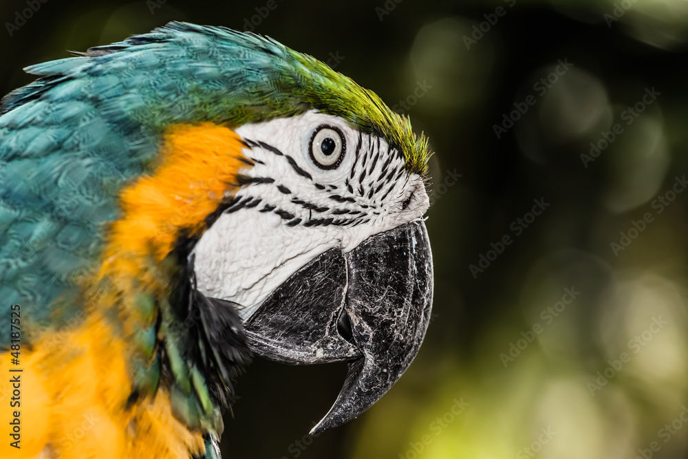 A blue and yellow macaw closeup