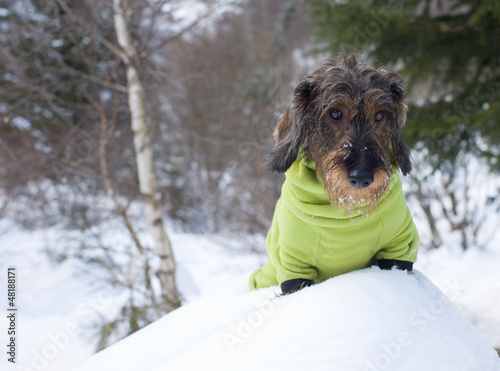 Bassotto sulla neve photo