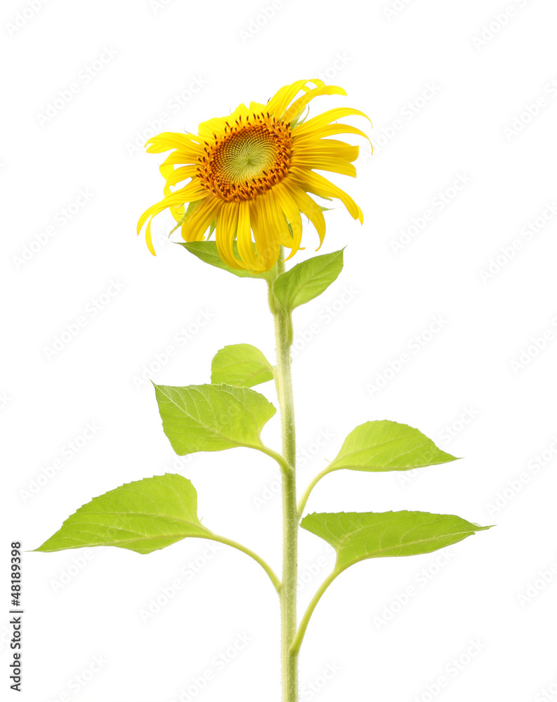 Obraz premium Single sunflower plant and leaf isolated on white background.