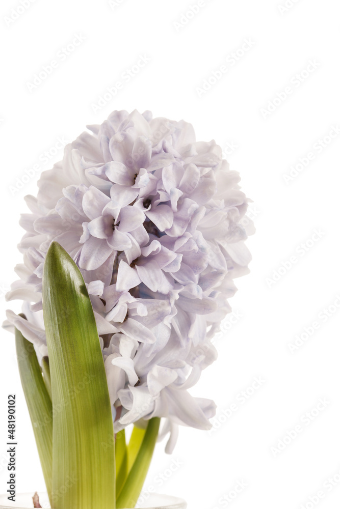 Fototapeta premium hyacinth