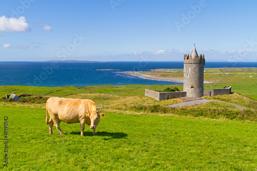 Doonagore castle with Irish cow near Doolin