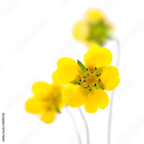 yellow flowers on a white background