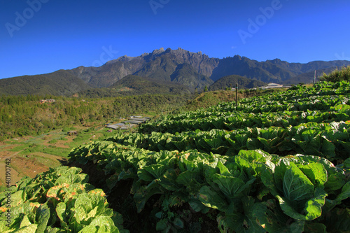 Gunung Kinabalu from cabbage plant, Borneo, Sabah © fakruljamil