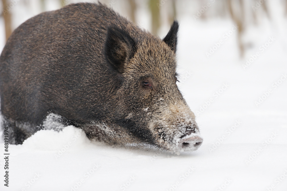 Wild boar