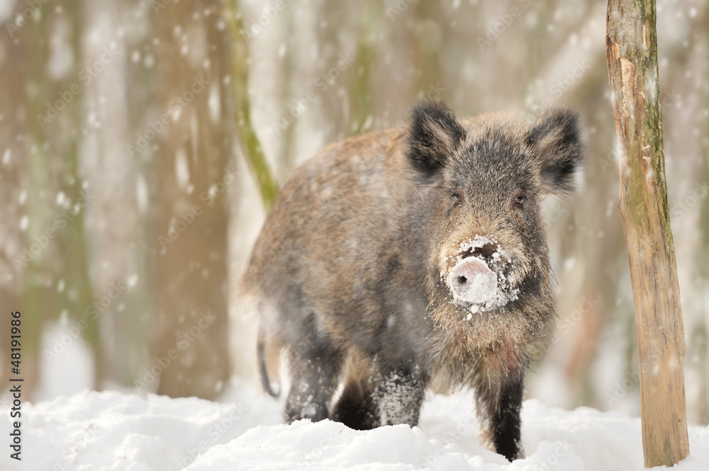 Wild boar Wild boar