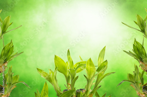 Green bamboo leaves over abstract blurred background