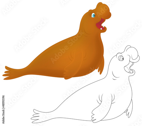 Sea elephant