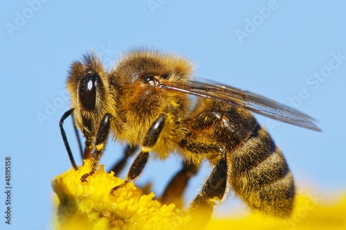 detail of honeybee © Daniel Prudek