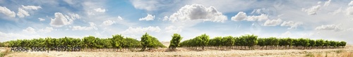 Vineyards panoramic image © Deyan Georgiev