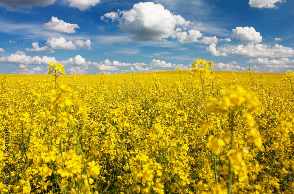 Fototapeta premium field of rapeseed with beautiful cloud