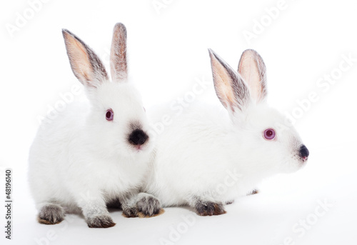 Two rabbits