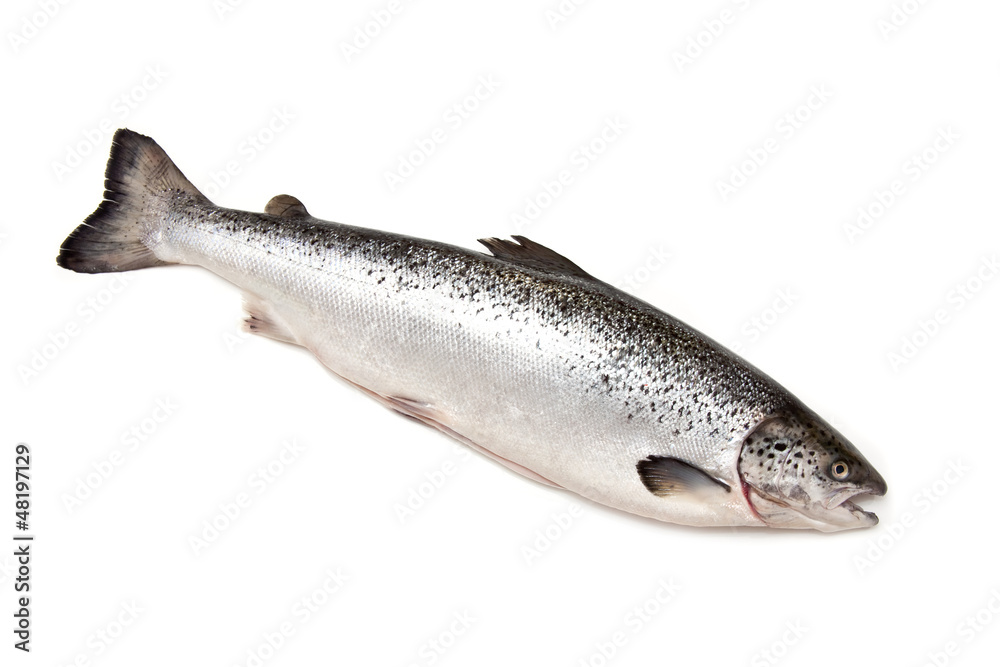 Obraz premium Scottish Atlantic Salmon fish (Salmo solar) whole.