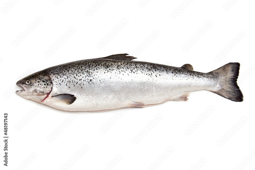 Scottish Atlantic Salmon fish (Salmo solar) whole. Scottish Atlantic Salmon fish (Salmo solar) whole.
