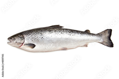 Scottish Atlantic Salmon fish (Salmo solar) whole.