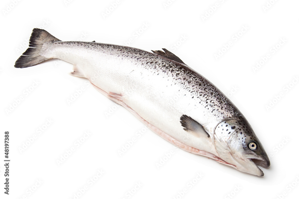 Scottish Atlantic Salmon fish (Salmo solar) whole. Scottish Atlantic Salmon fish (Salmo solar) whole.