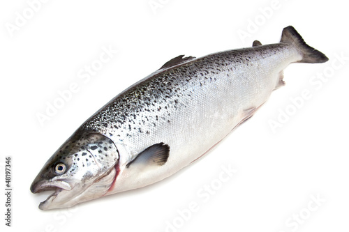 Scottish Atlantic Salmon fish (Salmo solar) whole.