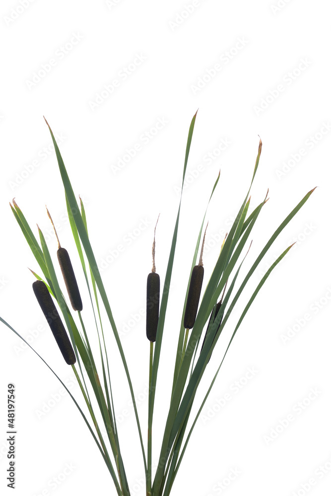 Water cattails on a white background isolated Water cattails on a white background isolated