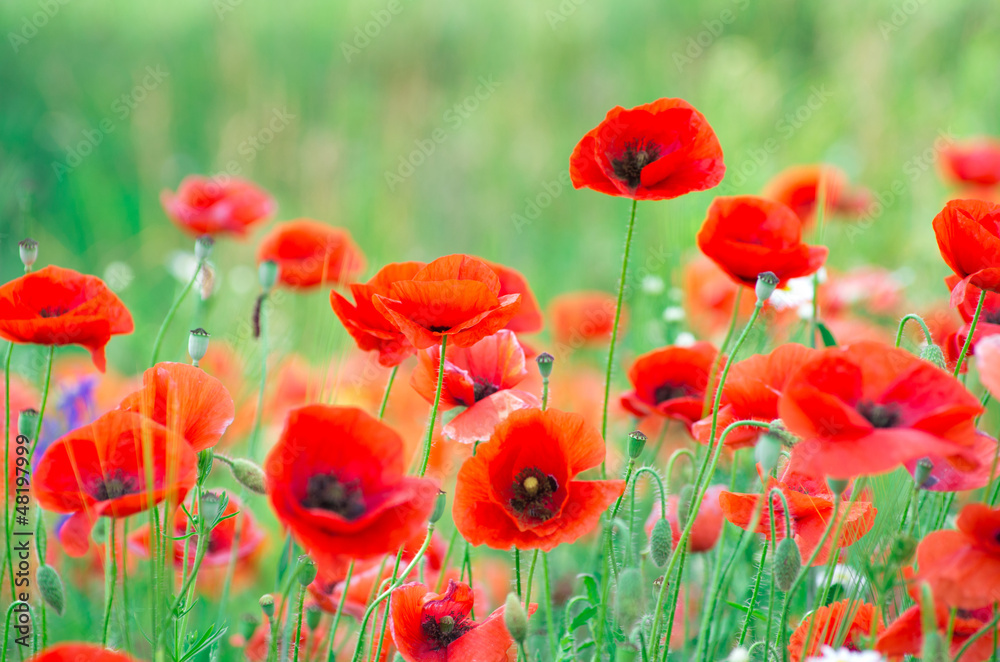 Obraz premium poppy